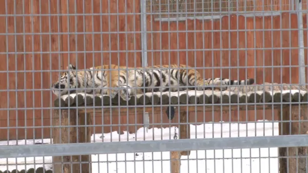Somn dulce, pe gerul Bobotezei: Porcii mistreţi şi tigrii siberieni, tolăniţi pe zăpadă, ca pisicile lângă sobă, ieri, la Zoo Braşov