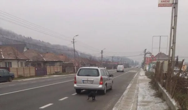 Câine legat de maşină şi plimbat prin oraş! Şoferul vinovat a fost prins