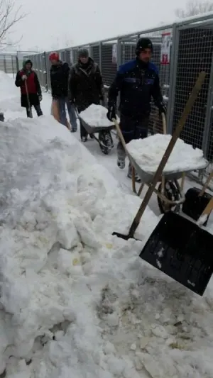Iarnă grea şi pentru câini, dar şi pentru îngrijitori