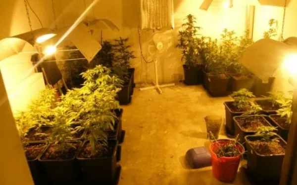 Britanic, cultivator de cannabis în centrul Braşovului