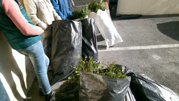 Minori prinși după ce au furat gard viu pentru a-l vinde în florării