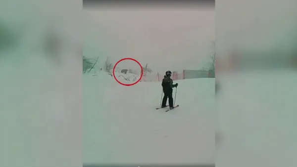 Un urs a ieşit... la privit schiori, ieri pe pârtia Drumul Roşu din Poiana Braşov
