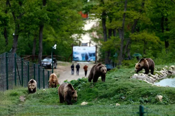 Copiii au intrare gratuită în rezervaţia de urşi de la Zărneşti