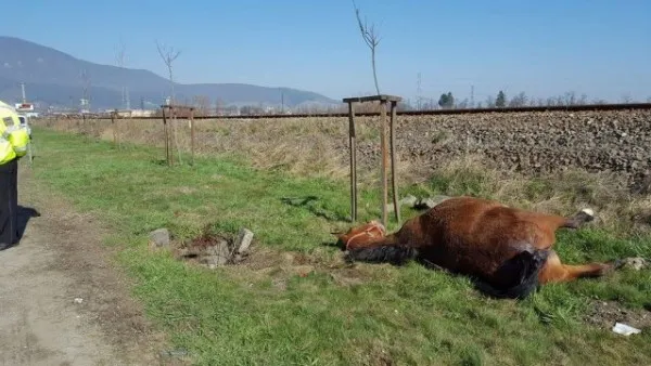 Cal mort găsit la Codlea: A căzut, noaptea, într-o gură de canal