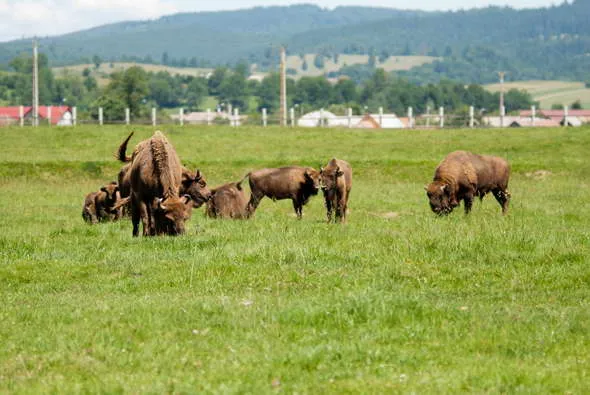 Zimbrii din Rezervația de la Vama Buzăului, lăsați treptat în libertate în următorii ani