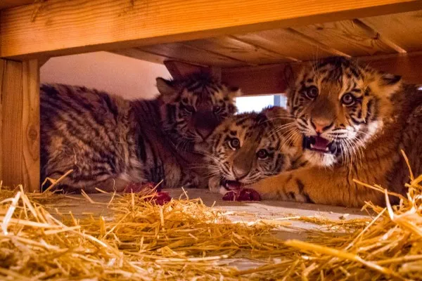 Vizitatorii Zoo Braşov nu se vor mai uita la tigri şi lei printre gratii