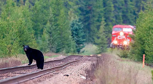 Urs călcat de tren la Bodoc