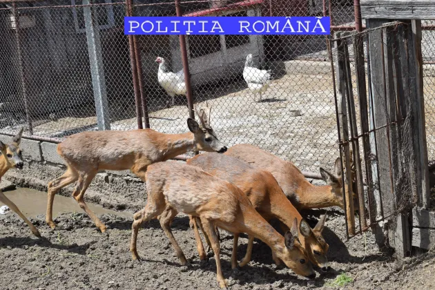 Cinci căprioare captive într-o gospodărie din Caţa