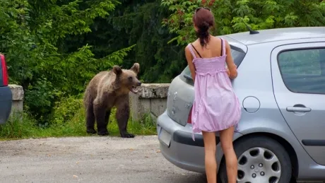 Urs ieşit prin cartier şi la Săcele