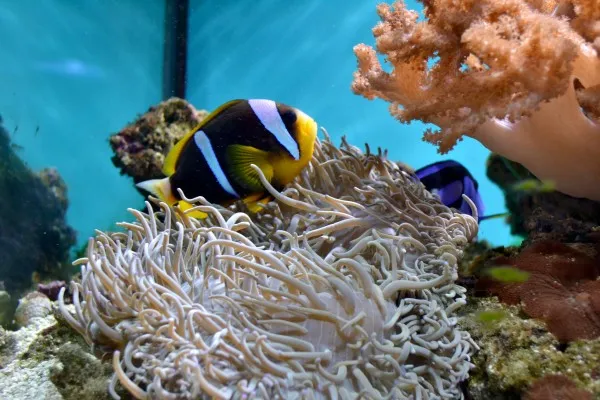 Anemone, pisici de mare şi caimani la Zoo Braşov
