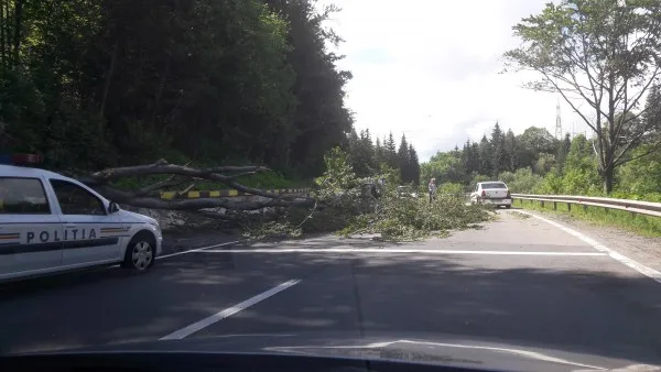 Copac căzut pe DN 1, la intrare în Predeal