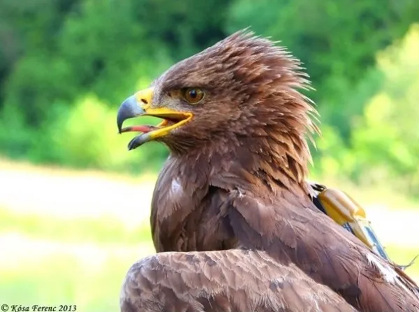 Arlie, acvila de la poalele Munţilor Făgăraş, are un nou pui