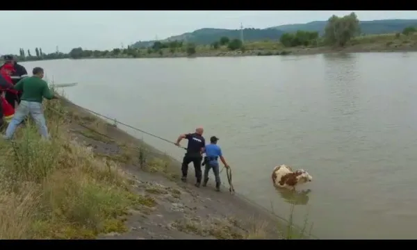Vacă salvată din Olt de pompierii făgărăşeni