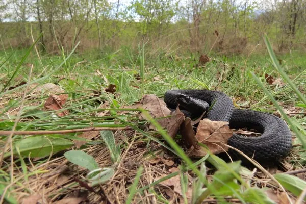 După urşi, vin viperele. Deja se pune problema unui „serviciu de relocat şerpi” la Braşov