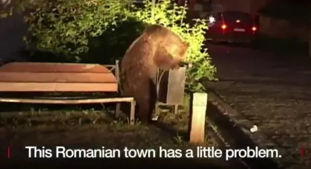 Urșii „gunoieri” din România, vedete pe BBC