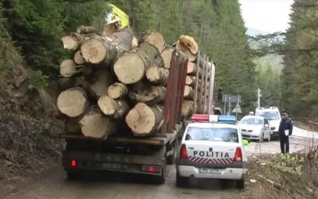 Un gater din Argeş, aprovizionat ilegal din pădurile Zărneştiului