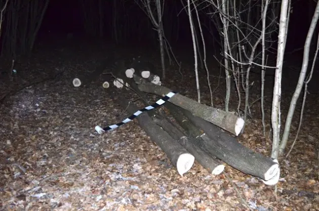 Doi tineri au ajuns în „beciul” Poliției după ce au fost prinși furând lemne la „Pârâul Podului”