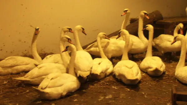 Lacul lebedelor, de la Grădina Zoologică