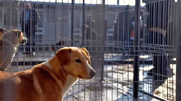 450 de câini comunitari, capturaţi anul acesta de pe străzile Braşovului