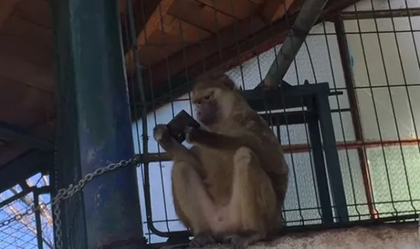 Casă nouă, de 2,1 milioane de lei, pentru maimuţele de la Zoo Braşov
