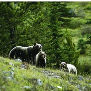 Urşii fac ravagii în satele din Ţara Făgăraşului