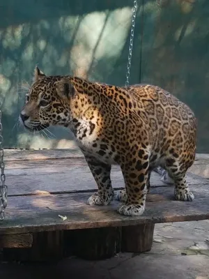 De luna viitoare, braşovenii o pot vedea pe jaguariţa Francesca