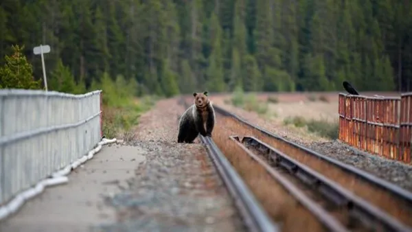 Al şaselea urs călcat de tren în acest an în Covasna