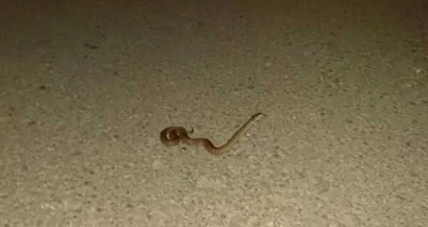 Viperă găsită în Poiana Angelescu, Săcele
