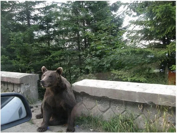 Cum a devenit Braşovul un „El Dorado ursin”: Urşii au fost drogaţi cu ciocolată