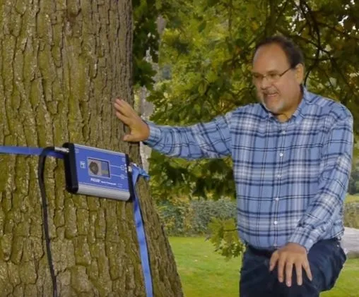 Arborii, la tomograf…
