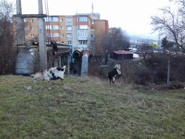 Teoretic, orice braşovean poate creşte acasă un porc sau o găină. Din 2013, de când a fost anulat de instanță, municipiul Braşov nu mai are un regulament de creştere a animalelor  