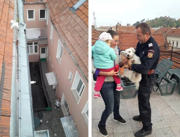 Căţelul care s-a crezut motan