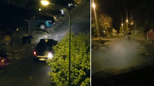 Goana inutilă după urşi: Marţi şi miercuri alungaţi, joi au coborât în „turmă”