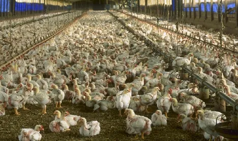 Avicola Braşov a vândut anul trecut pui de 28,5 milioane de euro