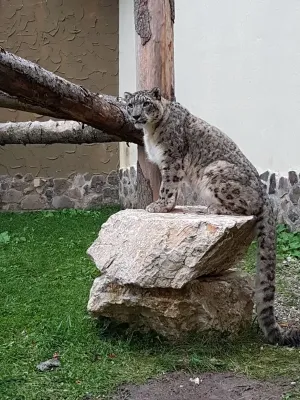 Cei doi leoparzi de la Zoo Braşov vă aşteaptă astăzi la ziua lor
