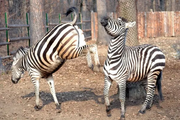 La Zoo Braşov vor ajunge şi zebre
