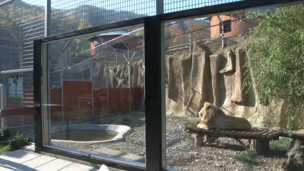 Geamuri blindate între vizitatori şi feline la Zoo: Nici dacă aleargă către un om cu 60 km/h, un leu sau tigru de 250 de kg nu le poate sparge