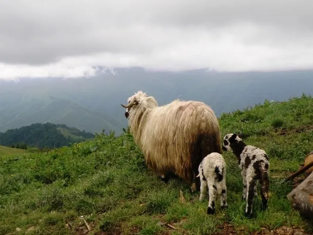 PSD promite 1 miliard de euro pentru agricultura montană 
