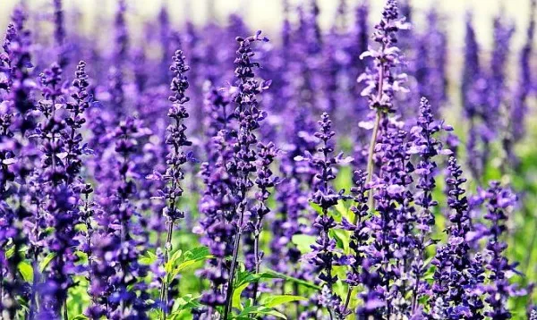 Lavanda, aurul mov al Şcolii 3 din Braşov