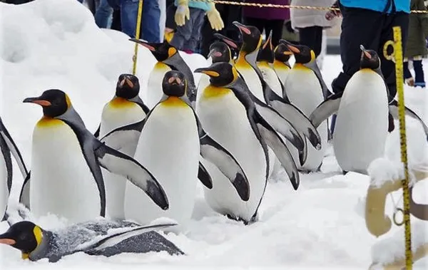 Un colţ de Antarctica la Braşov: Din 2018, pinguini şi foci la Zoo