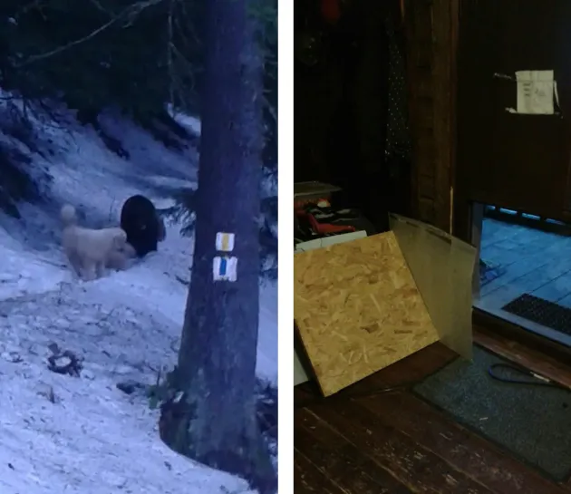 Nicio surpriză: Ursul a vizitat şi ieri Cabana Postăvarul