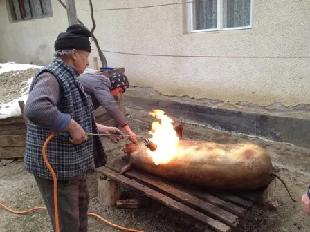 Şoriciul... bun, da` rău