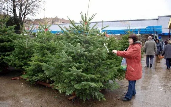 În 14 decembrie, licitaţia brazilor