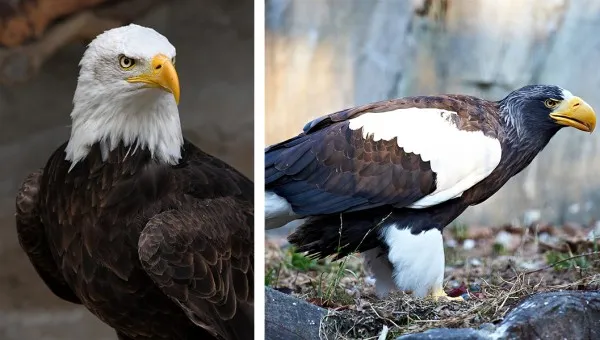 Păsări exotice de pe trei continente, la Zoo Braşov. Se investesc peste 400.000 de lei în amenajarea spaţiilor necesare