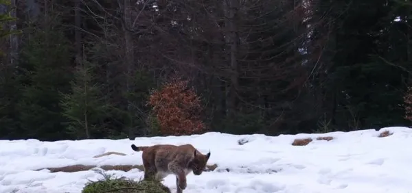 Imagini rare din Piatra Craiului: Primul râs care s-a lăsat filmat de trei ani încoace
