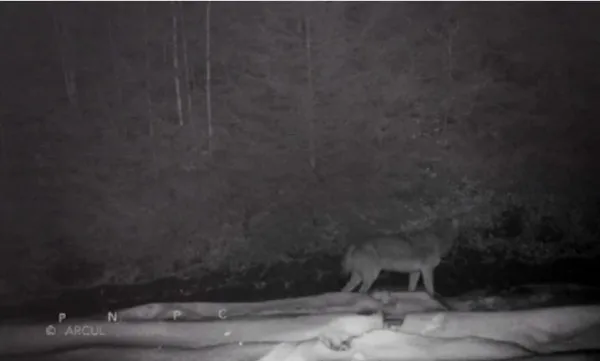 Haită de lupi filmată în Piatra Craiului
