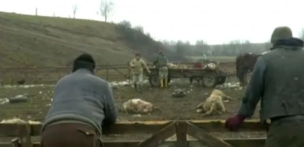 Un urs a făcut prăpăd la o stână din zona Râşnovului: 40 de oi omorâte