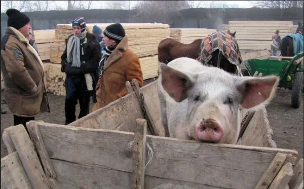 Pesta porcină africană spune „Stop!” târgurilor de animale, în judeţul Braşov