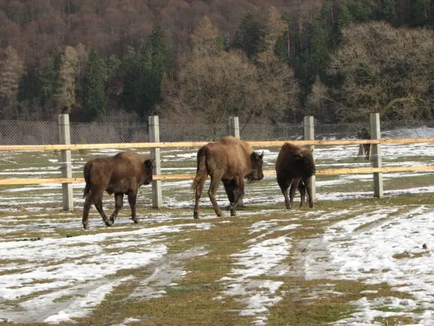 Rezervaţia de zimbri, tot mai căutată de turişti  
