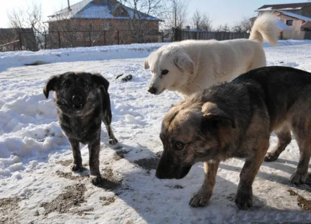 Teoretic, sunt mai puţini câini vagabonzi pe străzile Braşovului